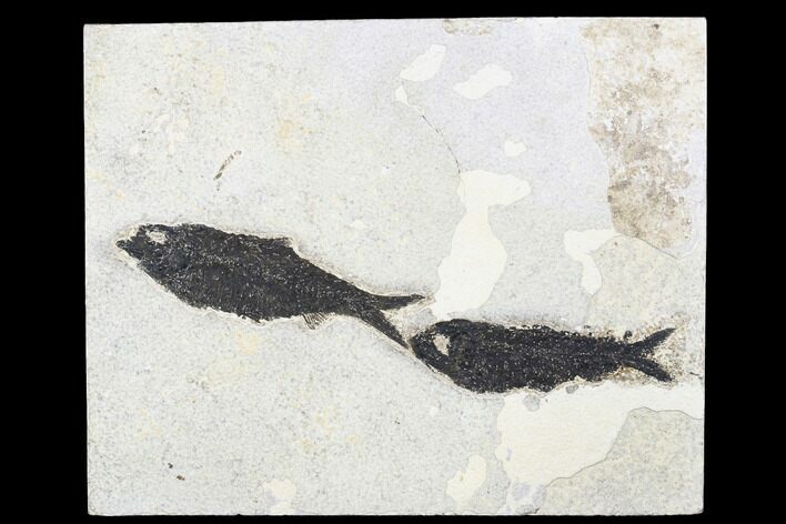 Fossil Fish (Knightia) Plate - Green River Formation #179220
